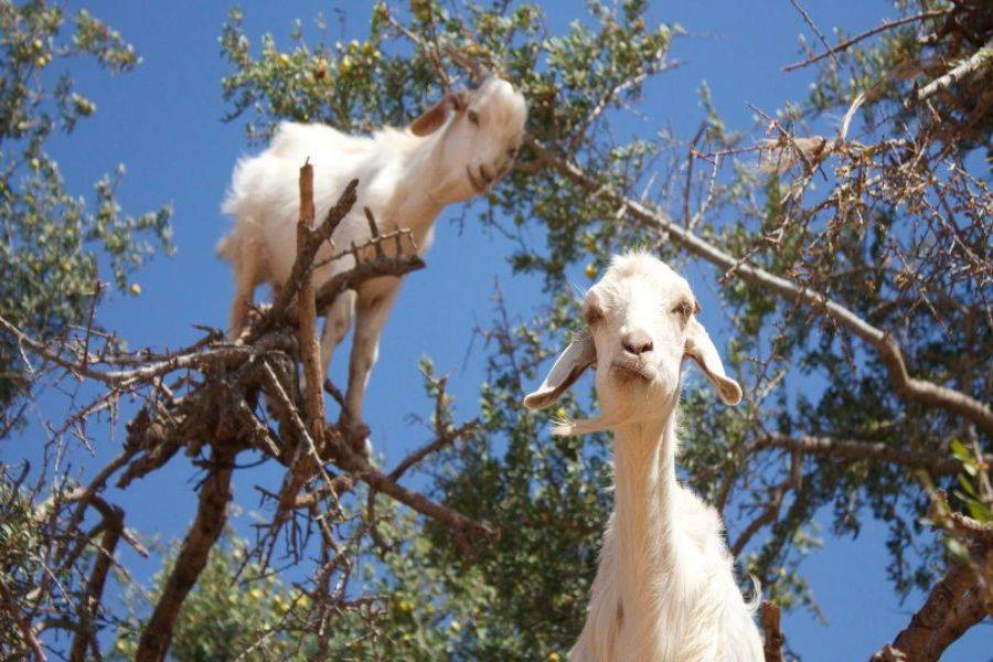 Reise 2 Tage in die wunderschöne Stadt Essaouira (Mogador)