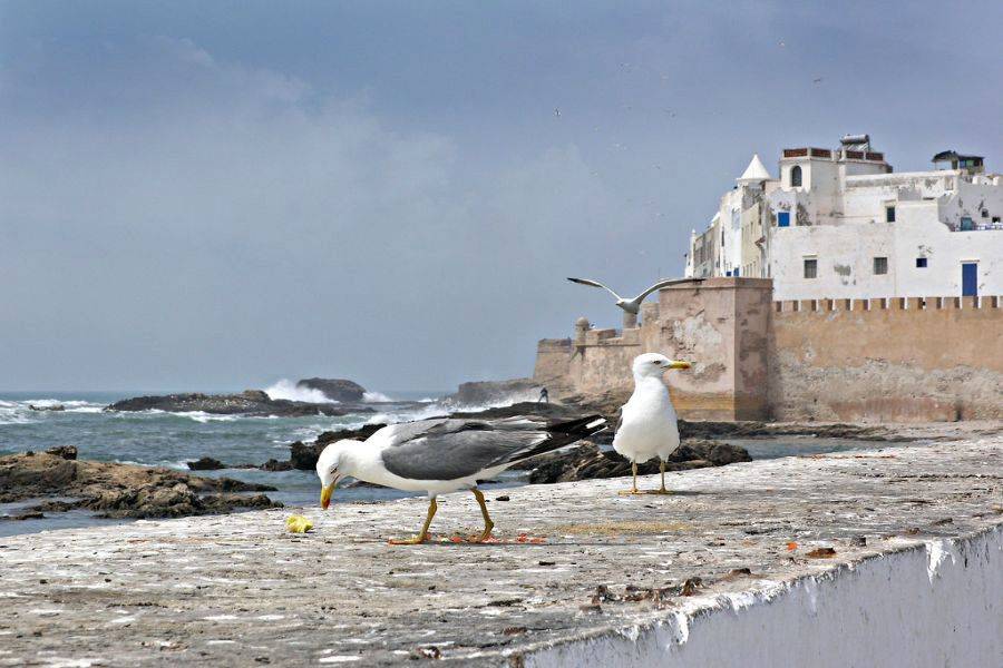 Reise 2 Tage in die wunderschöne Stadt Essaouira (Mogador)