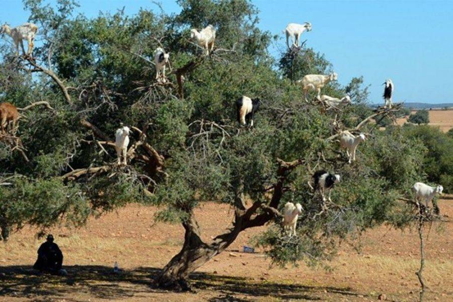 Reise 2 Tage in die wunderschöne Stadt Essaouira (Mogador)