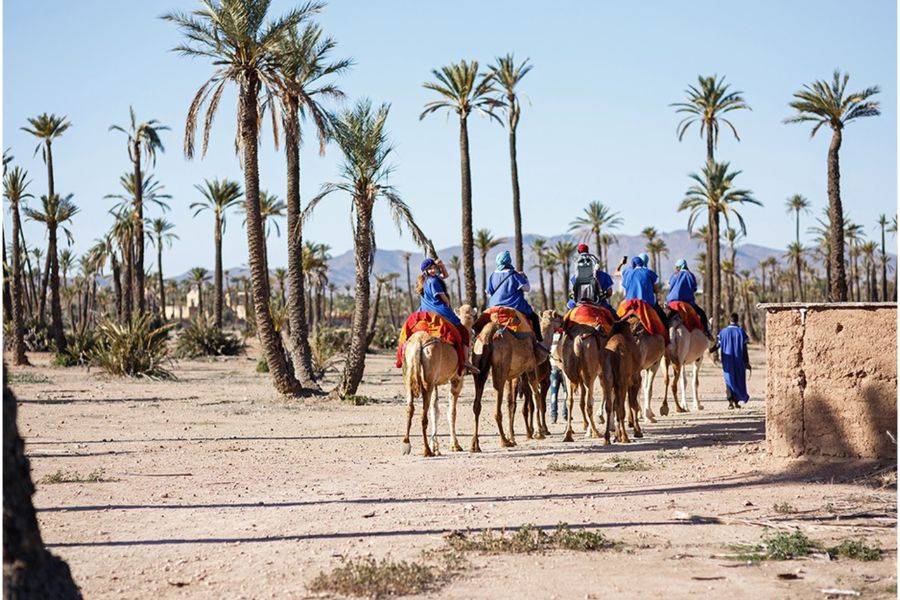 Majorelle Garden Mit einem Kamelritt in den Palmen