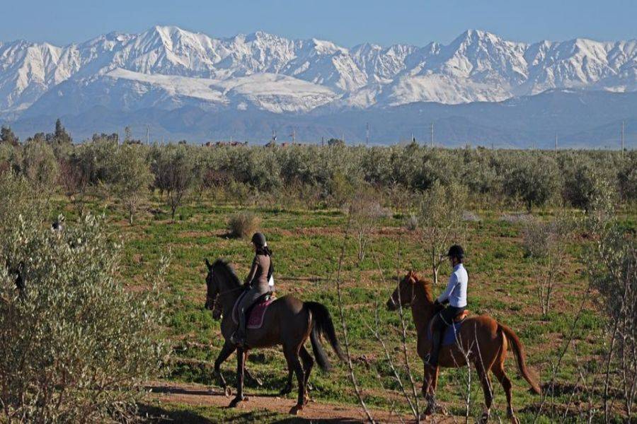 Reiten in Marrakesch Palmeraie