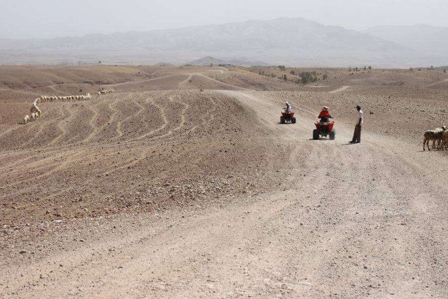 Kamelreiten & Quad-Erlebnis in der Agafay Rocky Desert