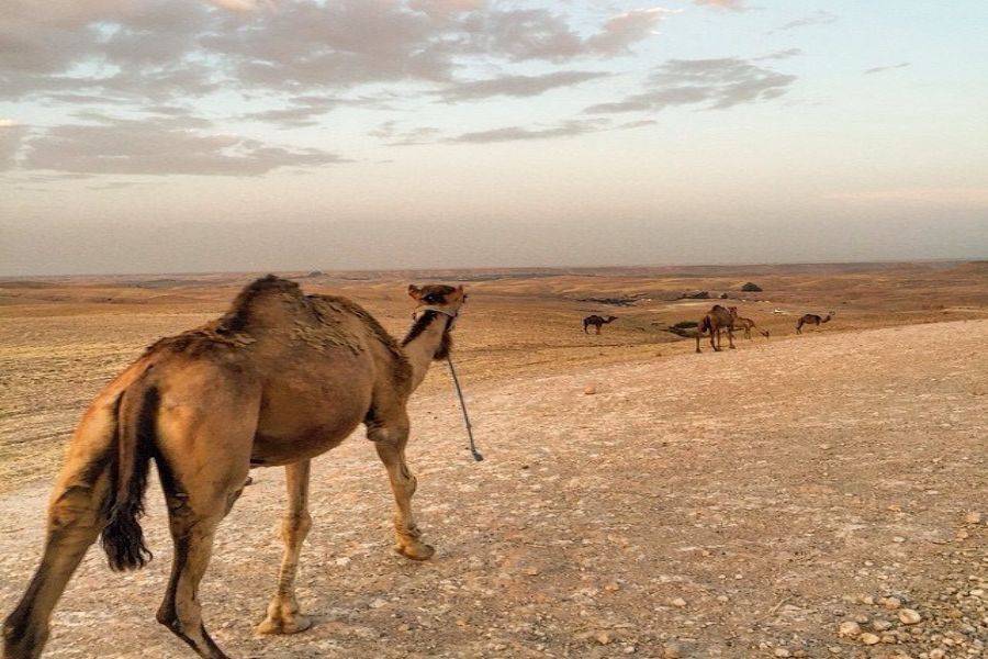 Kamelreiten & Quad-Erlebnis in der Agafay Rocky Desert
