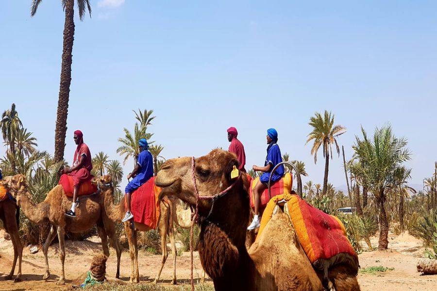 Kamelritt & Quad in Marrakesch Palmeraie