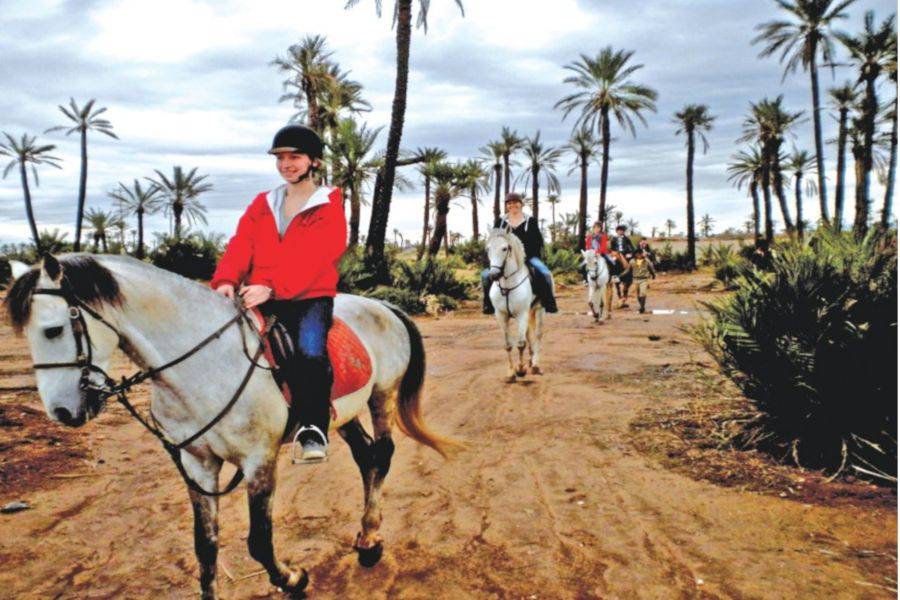 Reiten in Marrakesch Palmeraie
