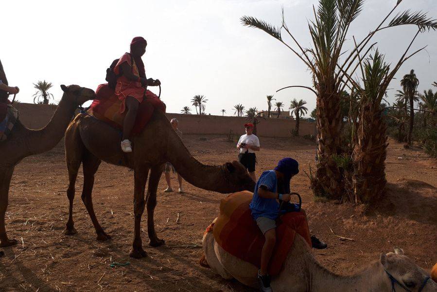 Kamelritt in der Palmeraie von Marrakesch