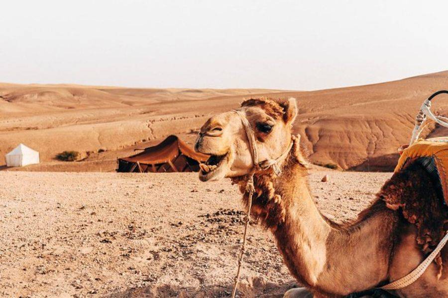 Kamelreiten & Quad-Erlebnis in der Agafay Rocky Desert