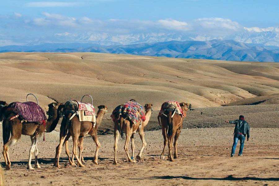 Kamelreiten & Quad-Erlebnis in der Agafay Rocky Desert